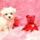 Maltese Puppies for sale in Durham, NC, USA. price: NA