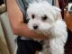 Maltese Puppies for sale in Falls Church, VA, USA. price: NA