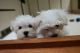 Maltese Puppies for sale in Panama City Beach, FL, USA. price: NA