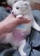 Maltese Puppies for sale in Piscataway Township, NJ 08854, USA. price: NA