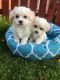Maltese Puppies for sale in Louisiana, MO 63353, USA. price: NA