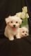 Maltese Puppies for sale in Brentwood, CA 94513, USA. price: NA
