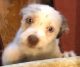 Maltese Puppies for sale in Farmington, MO 63640, USA. price: NA