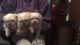 Maltese Puppies for sale in Jacksonville, FL, USA. price: $300