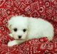 Maltese Puppies for sale in Norwalk, CA, USA. price: NA