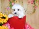 Maltese Puppies for sale in Hammond, IN, USA. price: NA
