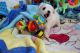 Maltese Puppies for sale in Pittsburgh, PA, USA. price: $400