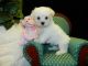 Maltese Puppies for sale in Vineland, NJ, USA. price: NA