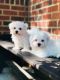 Maltese Puppies for sale in Harrisburg, PA, USA. price: NA