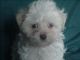 Maltese Puppies for sale in Arlington, WA, USA. price: $695