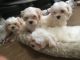 Maltese Puppies for sale in Indianapolis, IN, USA. price: $350