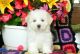 Maltese Puppies for sale in Pittsburgh, PA, USA. price: $500