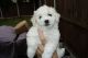 Maltese Puppies for sale in 90005 Peterson Hill Rd, Bayfield, WI 54814, USA. price: $500