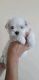 Maltese Puppies for sale in McKinney, TX 75070, USA. price: NA