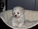Maltese Puppies for sale in OH-664, Logan, OH, USA. price: NA