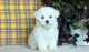 Maltese Puppies for sale in Columbus, OH, USA. price: $400