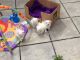 Maltese Puppies for sale in Lake of the Ozarks, Missouri, USA. price: NA