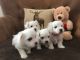 Maltese Puppies for sale in Glen Burnie, MD 21061, USA. price: $650
