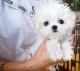Maltese Puppies for sale in St. Louis, MO, USA. price: $650