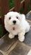 Maltese Puppies for sale in New York Ave, Arlington, TX, USA. price: NA