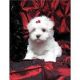 Maltese Puppies for sale in California Ave, Brockville, ON K6V, Canada. price: $500