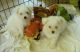 Maltese Puppies for sale in Central Florida, FL, USA. price: NA