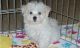 Maltese Puppies for sale in Lansing, MI 48912, USA. price: NA