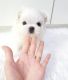 Maltese Puppies for sale in Menomonie, WI 54751, USA. price: NA