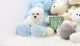 Maltese Puppies for sale in Tinley Park, IL, USA. price: NA