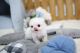 Maltese Puppies for sale in San Jose, CA 95113, USA. price: $500