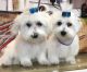 Maltese Puppies for sale in Kansas City, KS, USA. price: NA
