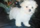 Maltese Puppies for sale in Milwaukee, WI 53218, USA. price: NA