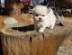 Maltese Puppies for sale in Baltimore, MD, USA. price: $650