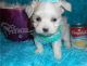 Maltese Puppies for sale in Duluth, GA, USA. price: $650