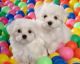 Maltese Puppies for sale in Spain Rd, Snellville, GA 30039, USA. price: $250