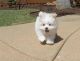 Maltese Puppies for sale in 4893 Lawrenceville Hwy, Tucker, GA 30084, USA. price: NA