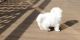 Maltese Puppies for sale in Garden City, ID, USA. price: $650