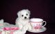 Maltese Puppies for sale in Los Angeles, CA 90013, USA. price: NA