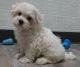 Maltese Puppies for sale in Poland, ME 04274, USA. price: $500