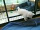 Maltese Puppies for sale in McKinney, TX 75070, USA. price: NA