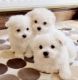 Maltese Puppies for sale in Bozeman, MT, USA. price: $650