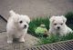 Maltese Puppies for sale in 53098 Frazier Creek Rd, Talihina, OK 74571, USA. price: NA