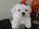 Maltese Puppies for sale in Wyoming, MN, USA. price: NA