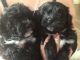 Maltese Puppies for sale in Houghton, MI 49931, USA. price: NA