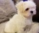 Maltese Puppies for sale in Mountain Brook, AL 35259, USA. price: $500
