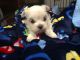 Maltese Puppies for sale in San Diego, CA, USA. price: $3,500