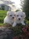 Maltese Puppies for sale in North Bergen, NJ 07047, USA. price: NA