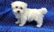Maltese Puppies for sale in Warren, MI 48089, USA. price: NA