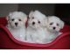 Maltese Puppies for sale in 85217 Bayview Rd, Yulee, FL 32097, USA. price: NA