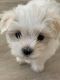 Maltese Puppies for sale in Tarpon Springs, FL, USA. price: NA